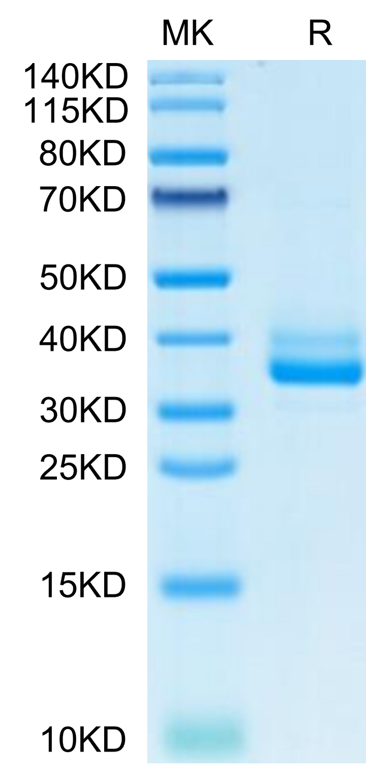 Non-biotinylated Mouse IgE Protein (IGE-MM401)