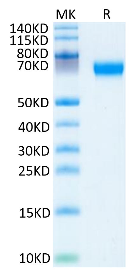 Mouse HPX Protein (HPX-MM101)