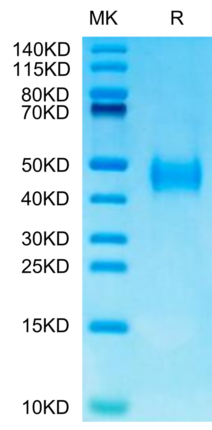 Mouse B7-H3 (2Ig) /CD276 Protein (BH7-MM173)