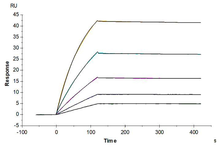 Human FLT3/Flk-2 Protein (FLT-HM230)