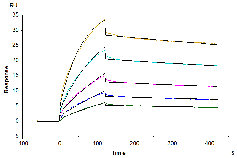 Mouse IFN alpha 1 Protein (IFN-MM2A1)