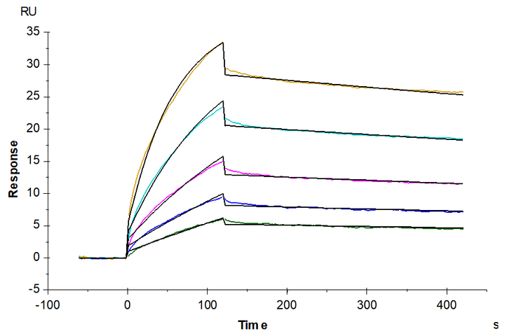 Mouse IFN alpha 1 Protein (IFN-MM2A1)