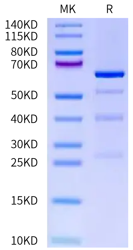Human TRIB3 Protein (TRI-HB0B3)
