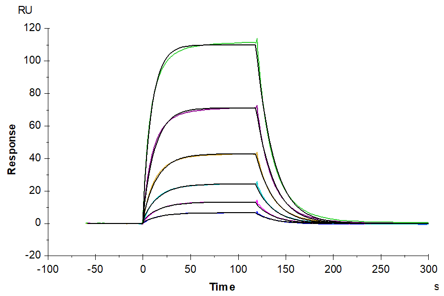 Human LGR-4 Protein (LGR-HM104)