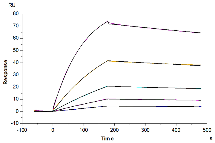 Biotinylated Human IL-10 Protein (IL1-HM410B)