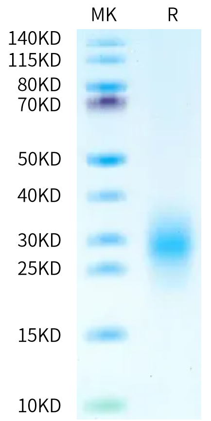 Human CD3G/CD3 gamma Protein (CDG-HM101)