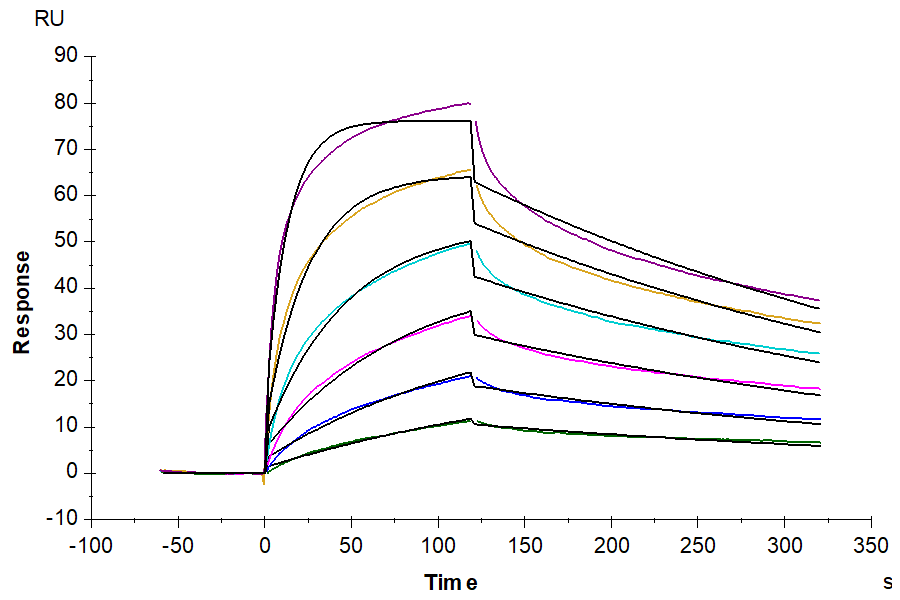 Biotinylated Mouse IFN alpha/beta R1 Protein (IFN-MM4R1B)