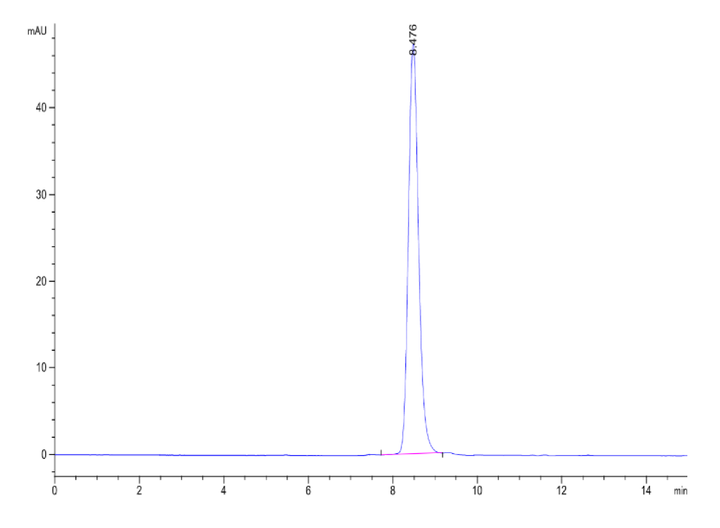Human Latent GDF-8/Myostatin HPLC data showing high purity protein | KACTUS