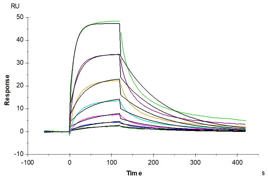 Biotinylated Cynomolgus IFN alpha/beta R2 Protein (IFN-CM4R2B)