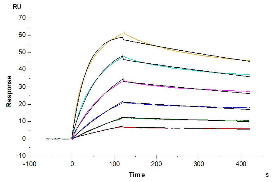 Biotinylated Cynomolgus IFN alpha/beta R1 Protein (IFN-CM4R1B)