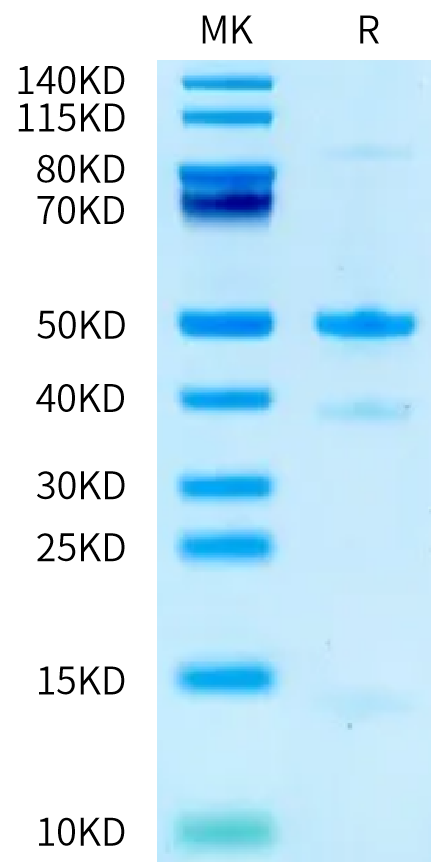 Tris-Bis gel showing greater than 95% purity of Human Latent GDF-8/Myostatin protein | KACTUS