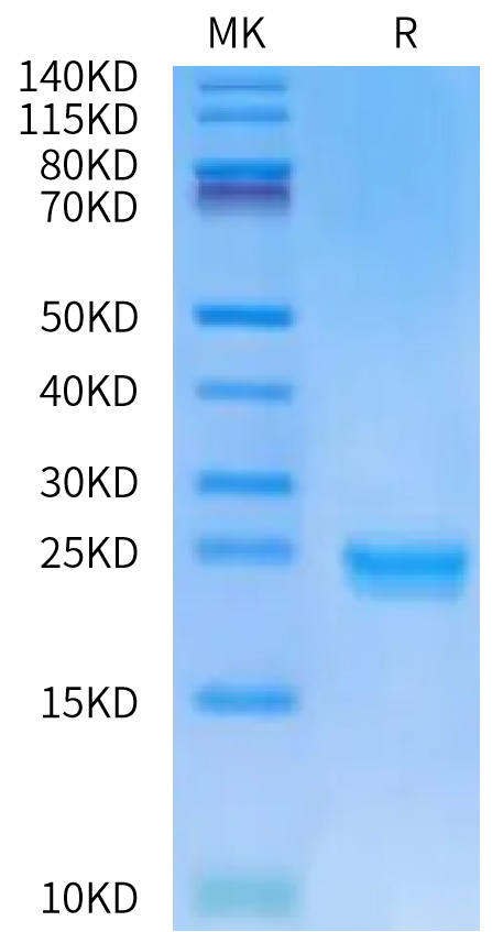 Non-biotinylated Human DLL3 Domain (352-479) Protein (DLL-HM4D2)