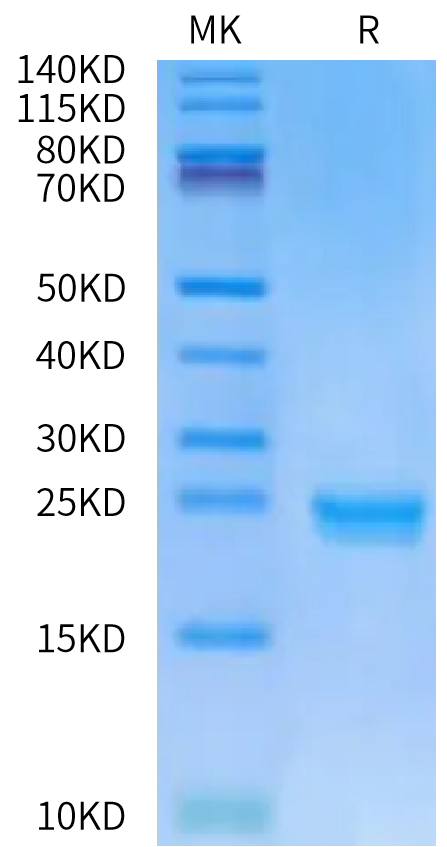 Human DLL3 Domain (352-479) Protein (DLL-HM4D2)