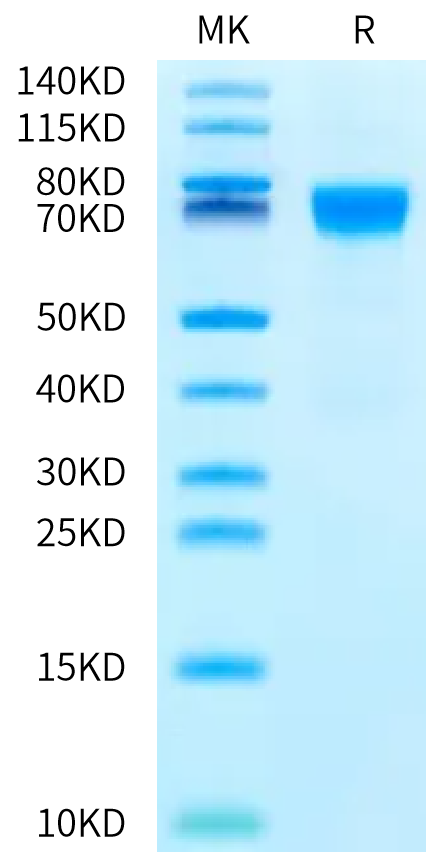 Cynomolgus NPR1/NPRA Protein (NPR-CM101)