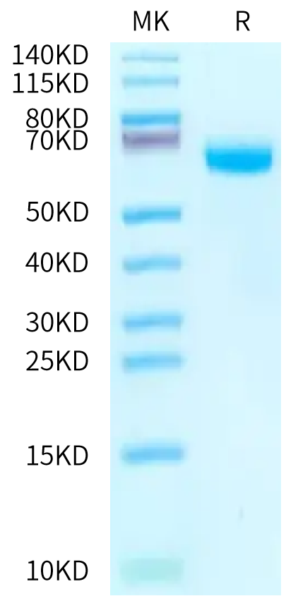 Mouse NPR1/NPRA Protein (NPR-MM101)