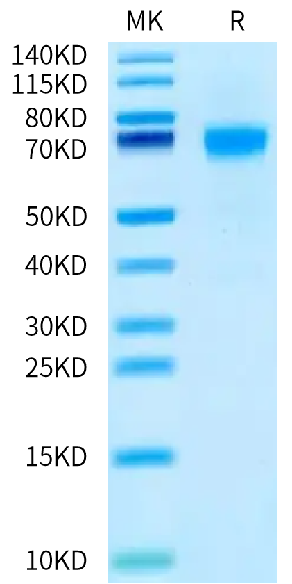 Human NPR1/NPRA Protein (active dimer) (NPR-HM101)
