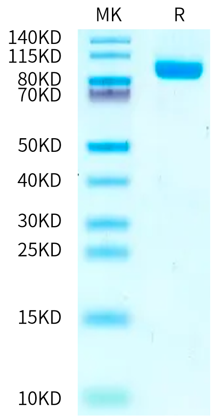 Cynomolgus NPR1/NPRA Protein (NPR-CM301)