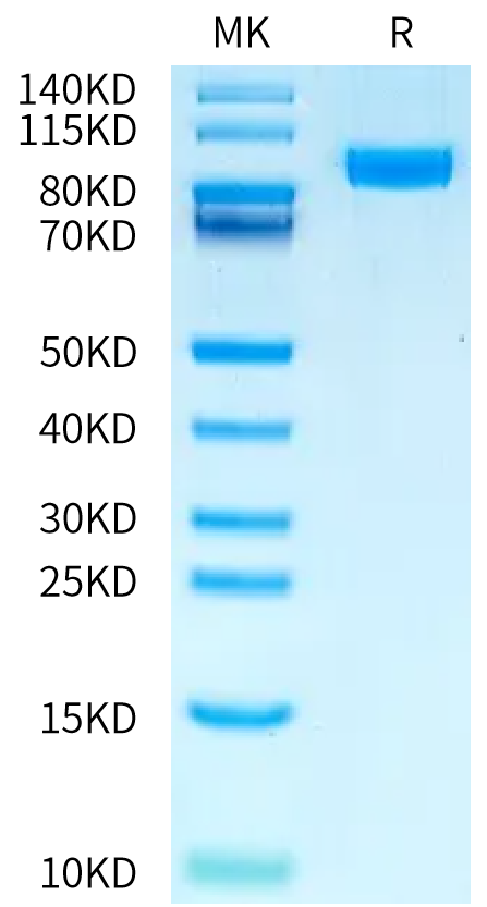 Human NPR1/NPRA Protein (NPR-HM301)