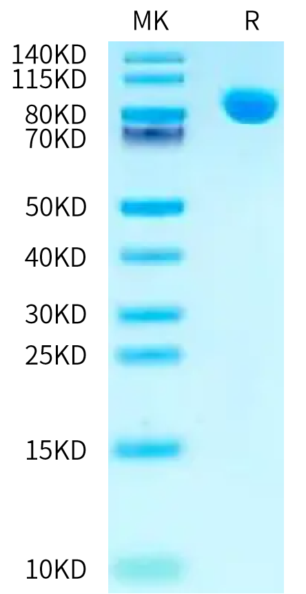 Mouse NPR1/NPRA Protein (NPR-MM301)