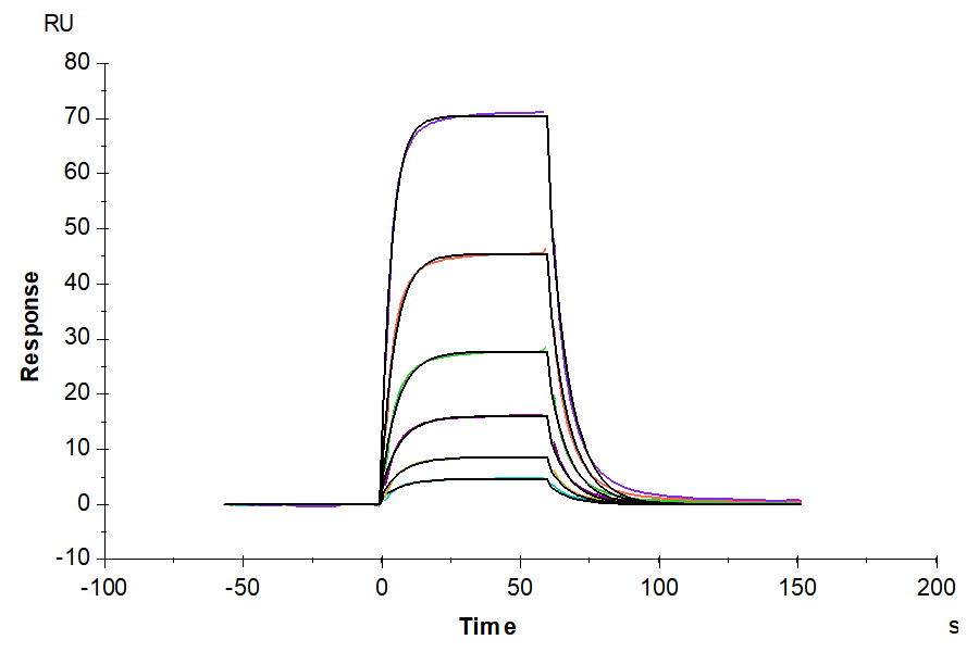 Biotinylated Mouse uPAR/PLAUR Protein (PAR-MM401B)