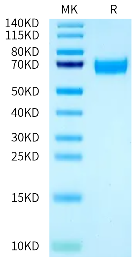 Rat NPR1/NPRA Protein (NPR-RM101)