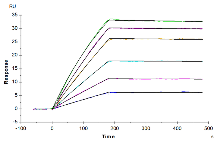 Human/Mouse/Rat GDF-8 Protein (GDF-HM008)