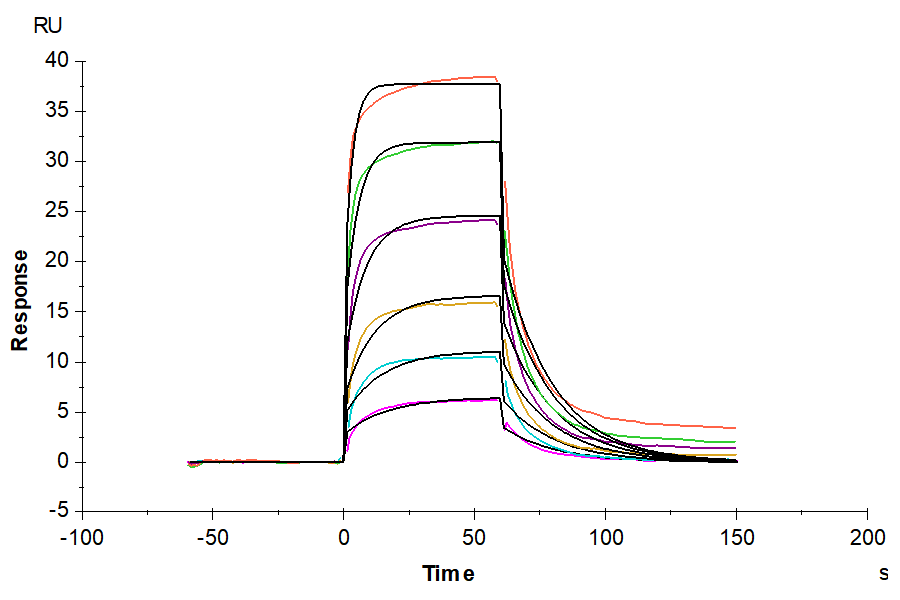 Biotinylated Human CD160 Protein (CD1-HM460B)
