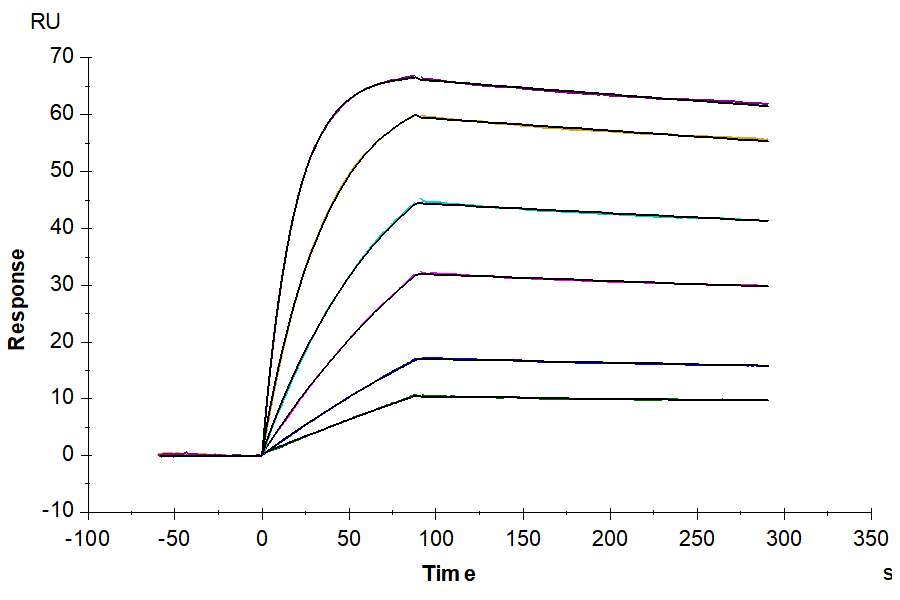 Human ALK-7/Activin RIC Protein (ALK-HM107)