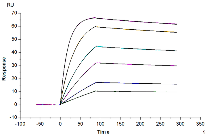 Human ALK-7/Activin RIC Protein (ALK-HM107)