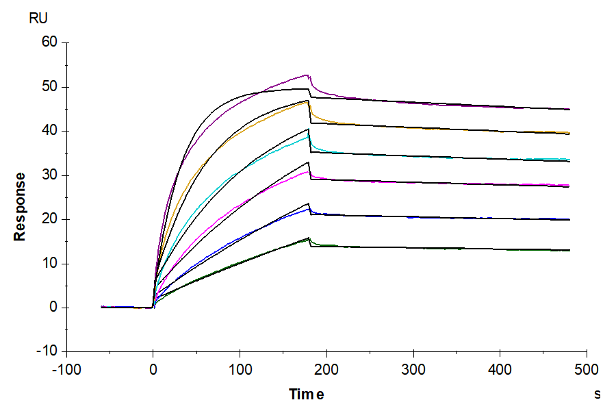 Biotinylated Human Claudin 6 Protein-VLP (CLD-HM006B)