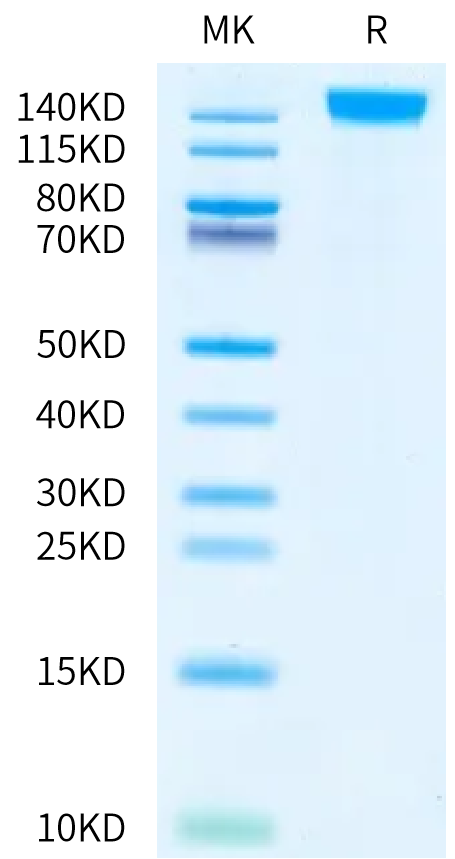Human SEZ6L Protein (SEZ-HM10L)