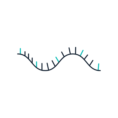 RNA Production Enzymes