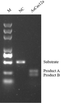 Activity data show of the Cas12a Nuclease