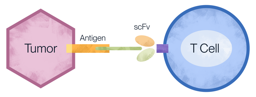 Diagram of CAR-T cell therapy mechanism showing engineered receptor targeting tumor antigen to activate T cell-mediated cancer cell killing.