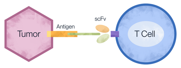 Diagram of CAR-T cell therapy mechanism showing engineered receptor targeting tumor antigen to activate T cell-mediated cancer cell killing.