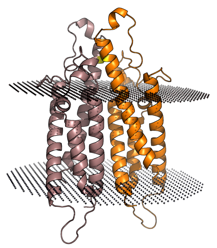 3D ribbon structure of human CD20 membrane protein showing transmembrane helices and extracellular loops.