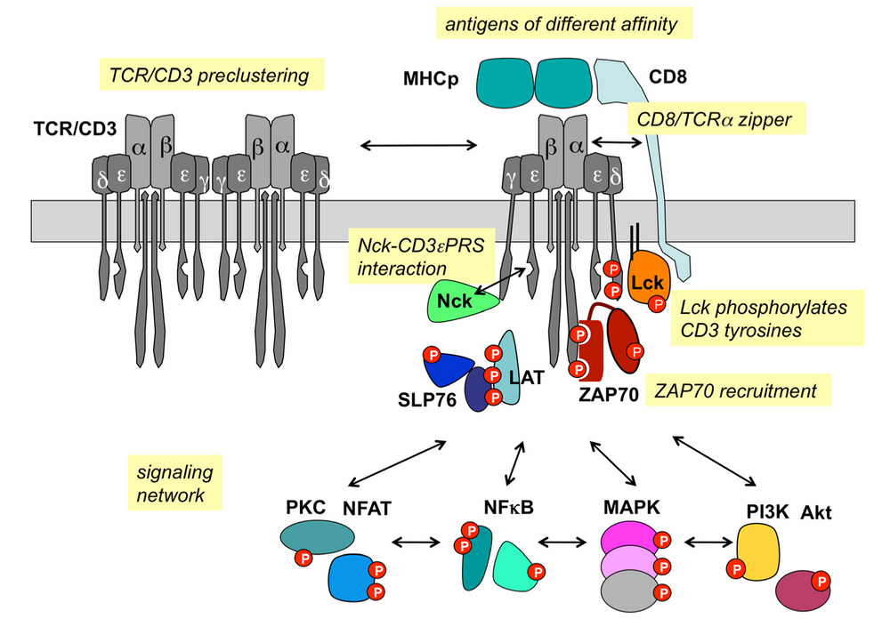 TCR CD3 signaling pathway illustration showing antigen binding, Lck-mediated phosphorylation, ZAP70 recruitment, and downstream activation of NFAT, NFκB, MAPK, and PI3K-Akt signaling cascades.