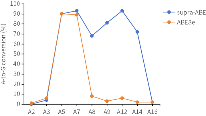 supra-ABE (Adenine Base Editor)