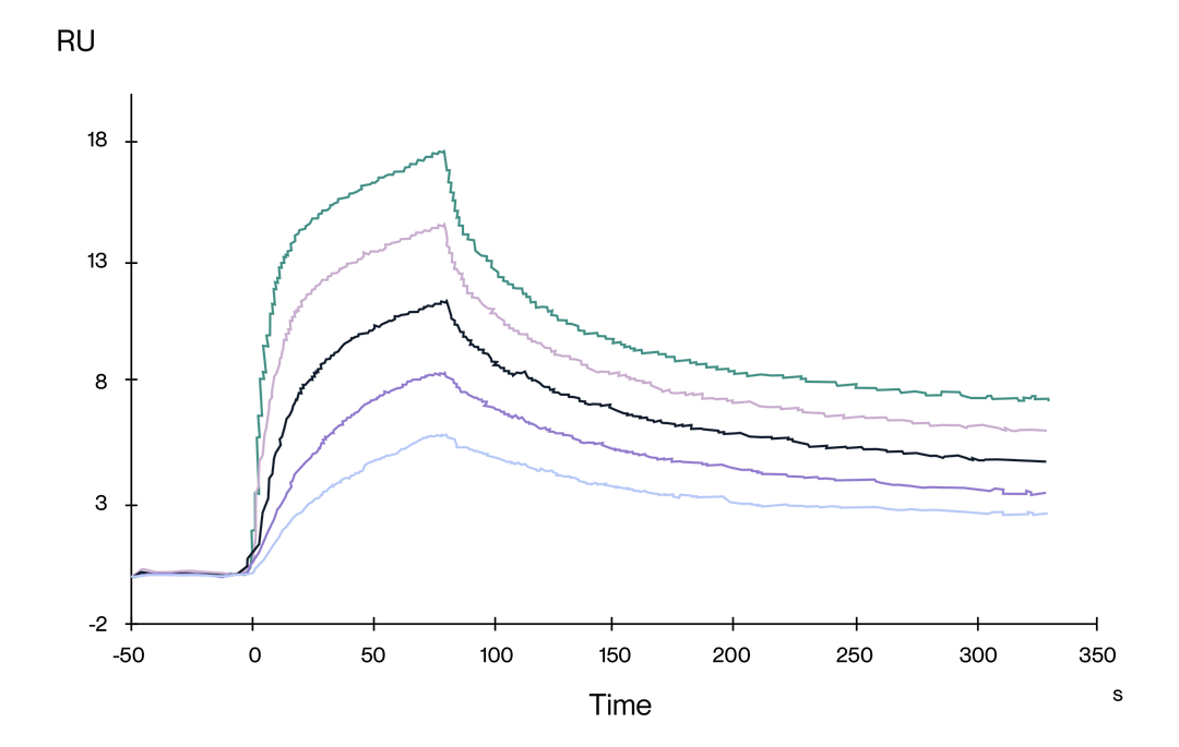 Binding kinetics analysis of anti-CD3 antibody using biolayer interferometry, showing sensorgram curves at varying concentrations to assess affinity and interaction dynamics.