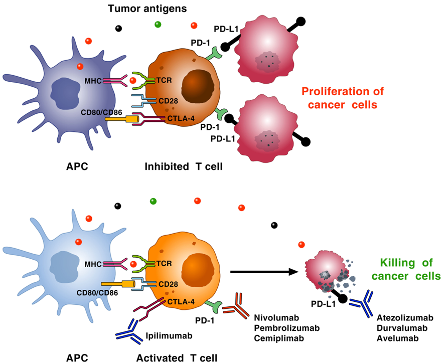 Illustration of immune checkpoint blockade showing how PD-1/PD-L1 and CTLA-4 pathways inhibit T cells, and how checkpoint inhibitors like nivolumab and ipilimumab restore T cell activation to kill cancer cells.