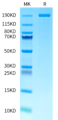 Molecular Weight of AccuBaseTM is greater than 190 KDa