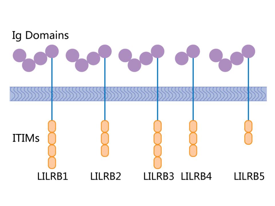 Diagram of LILRB1 to LILRB5 receptors showing Ig-like extracellular domains and intracellular ITIM motifs, highlighting structural similarities across the LILRB family.