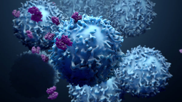 3D rendering of activated leukocytes with surface-bound antibodies, illustrating immune cell targeting and interaction in immunotherapy research.
