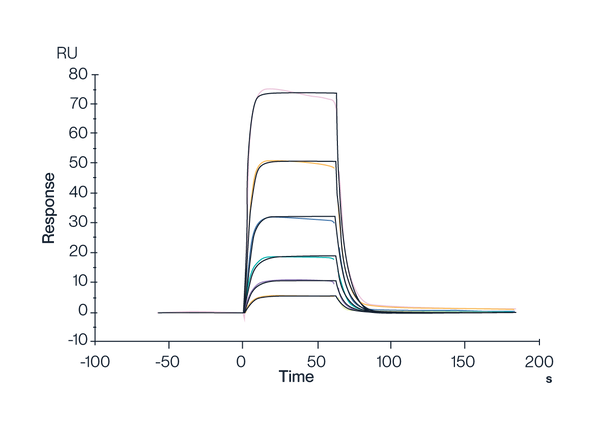 MHC SPR Data for HLA-A*02:01 Tetramer & FMNKFIYEI