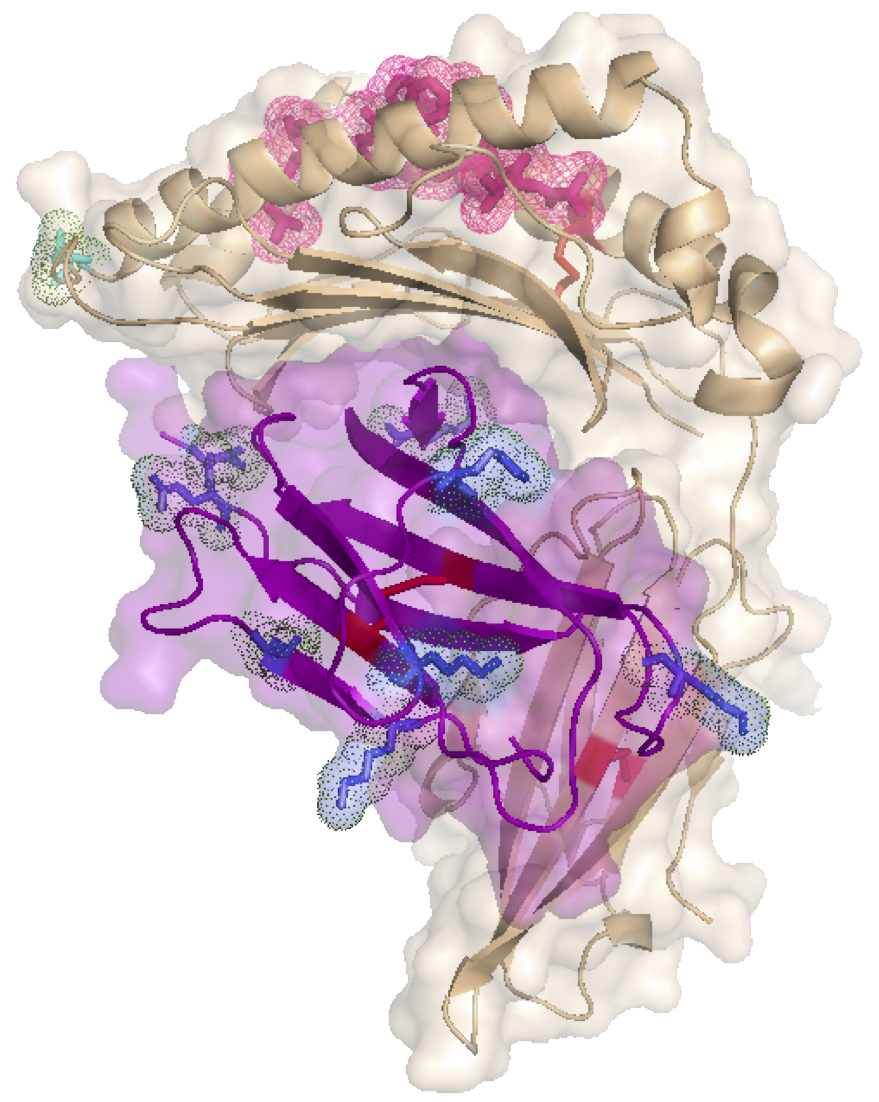 Molecular structure of an MHC complex visualized in ribbon and surface representation, highlighting peptide-binding regions and TCR contact points.