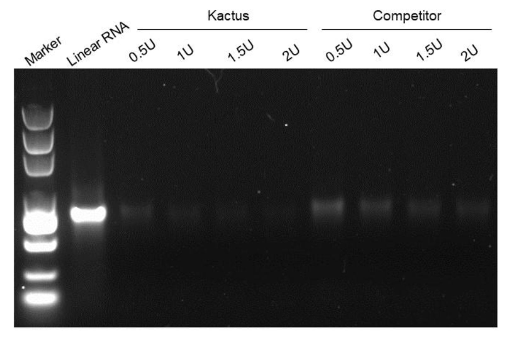 RNase R digestion: Kactus vs. competitor. Kactus shows minimal degradation, indicating higher RNA stability across enzyme units.