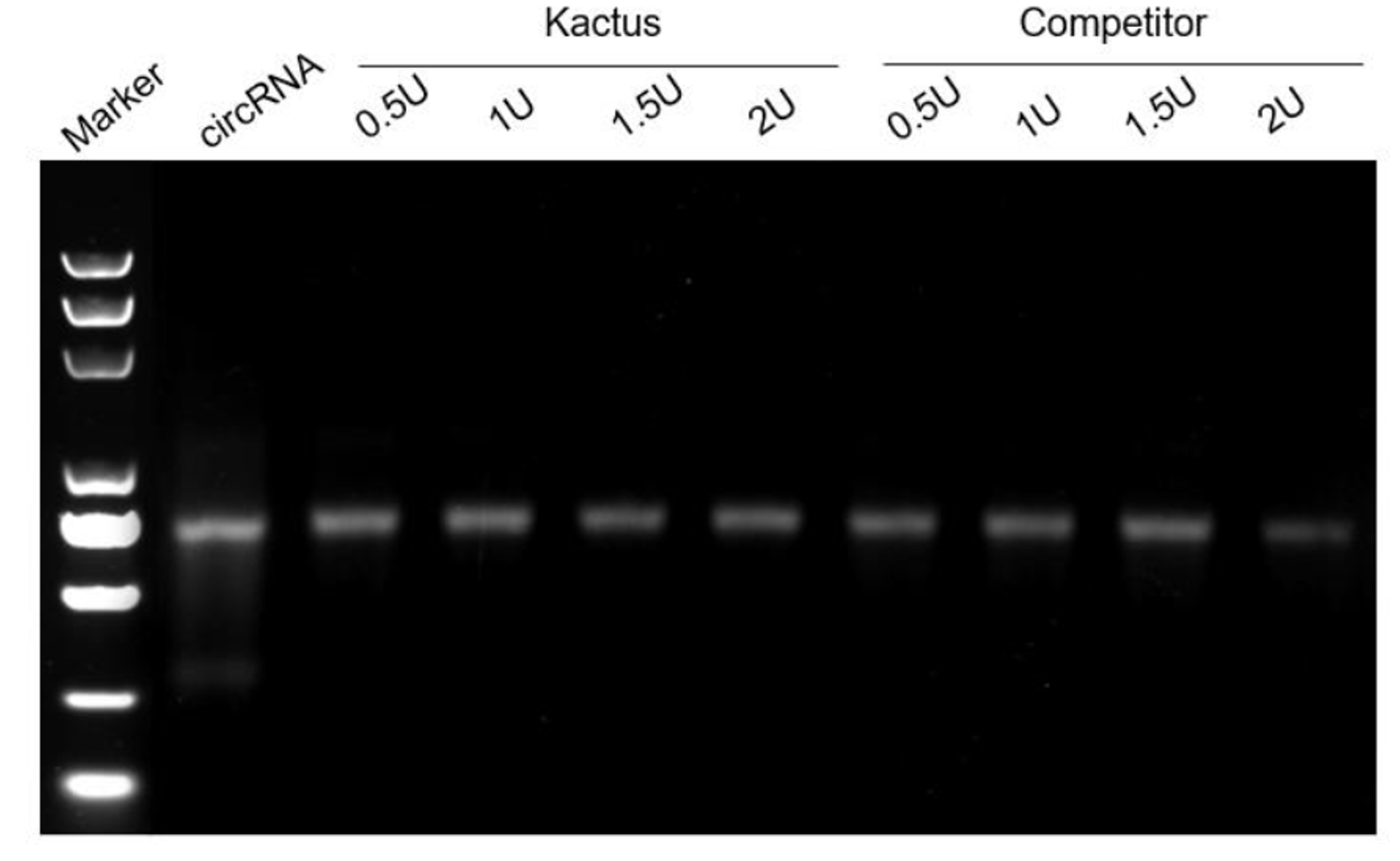 RNase R digestion: Kactus vs. competitor. Kactus exhibits minimal degradation, demonstrating greater RNA stability across enzyme units.
