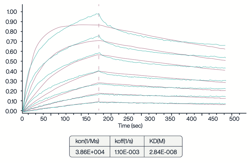 BLI sensorgram for SLC13A4 showing binding kinetics with fitted curves and calculated kon, koff, and KD values for molecular interaction analysis.