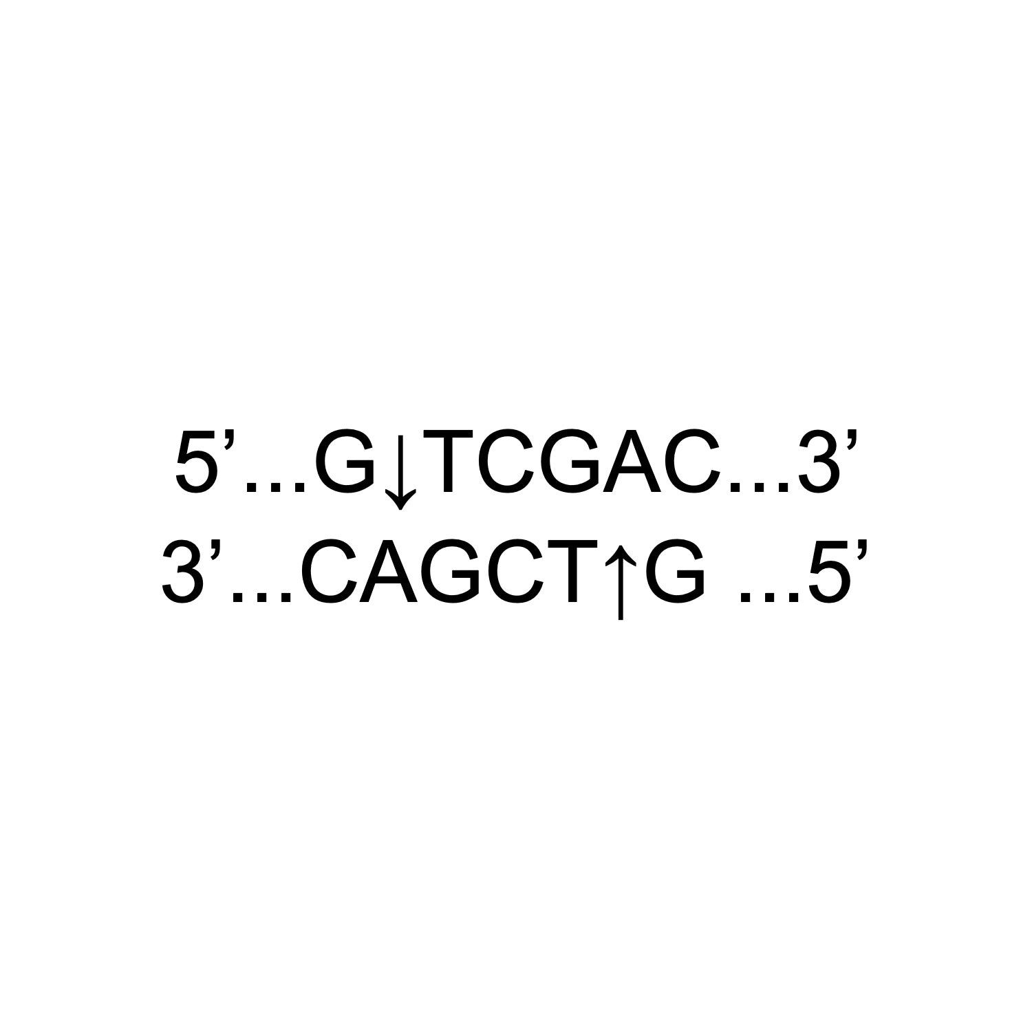 Advanced SalI Restriction Enzyme GMP Ready KACTUS advanced-sali-restriction-enzyme-gmp-ready-kactus