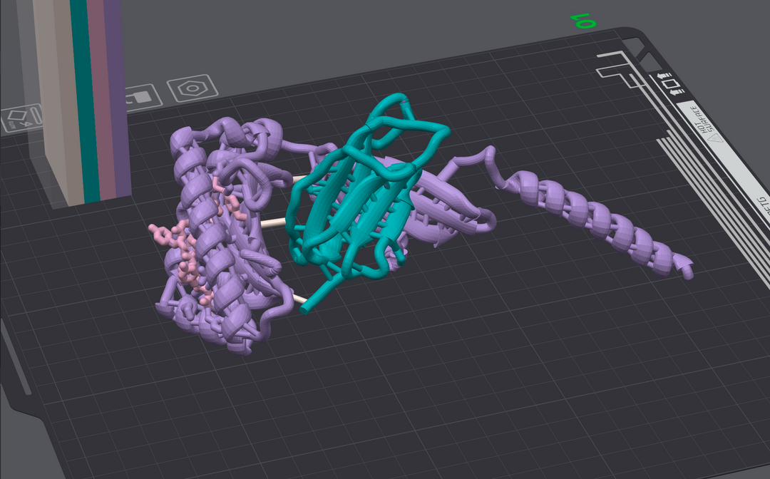 3D print preview of molecular protein complex featuring MHC structure and receptor interface in multicolor filament setup.